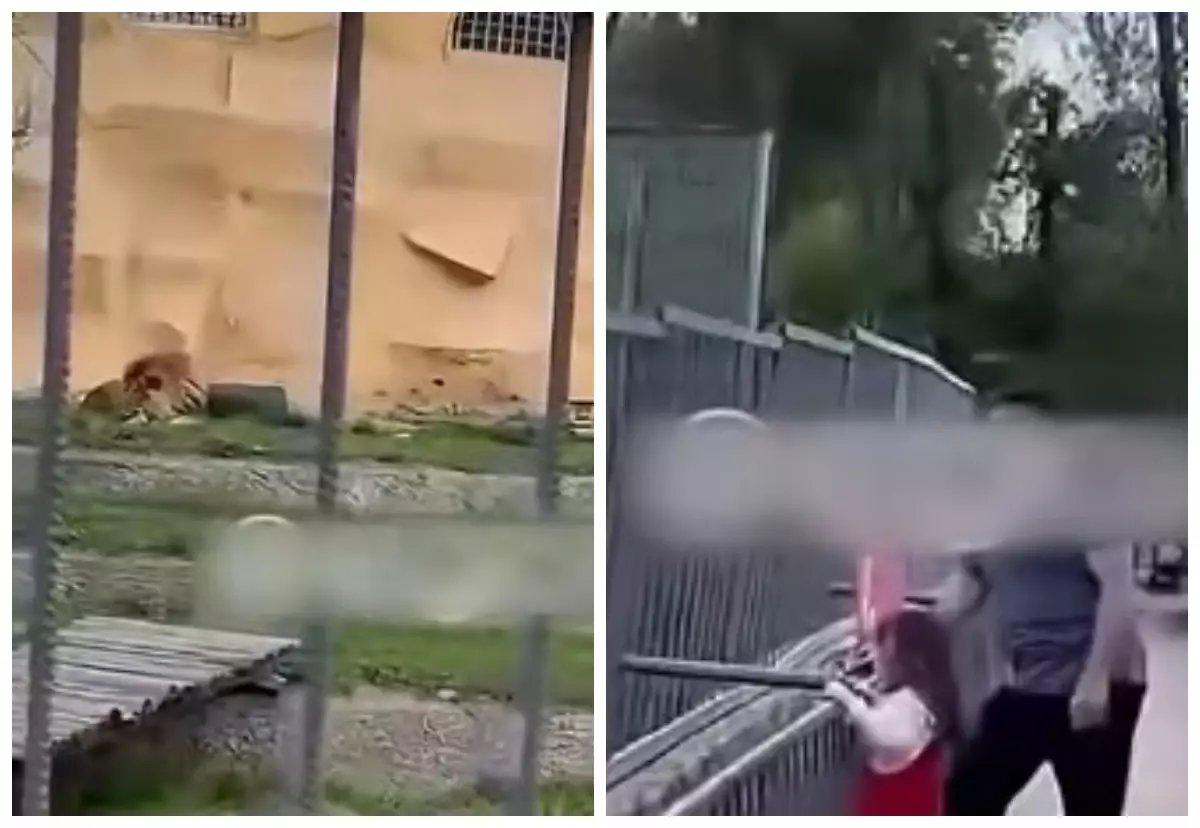 Алматыда зообақта арыстандарға тас лақтырған азамат айыппұл арқалады