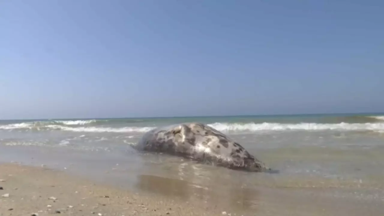 Почти 200 мертвых тюленей нашли на берегу Каспия