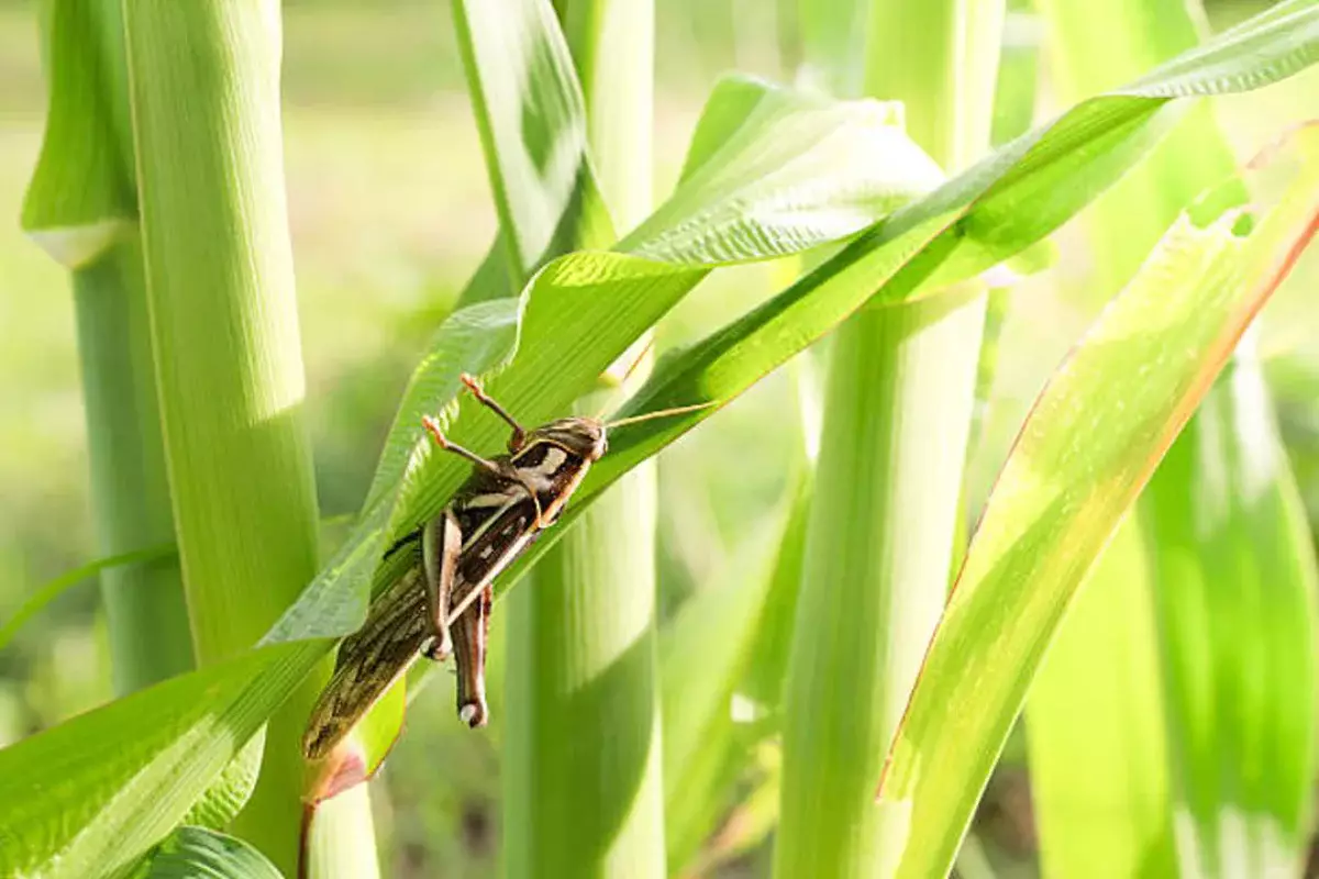Шегірткеге қарсы науқан: Алматы облысында 1,8 млн гектар жер бақылауға алынады