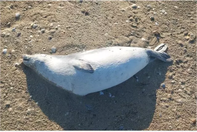 Каспий жағалауынан 200-ге жуық өлі итбалық табылды