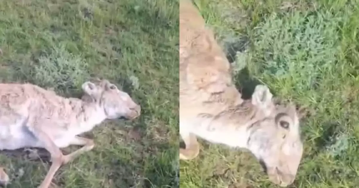  ШҚО-да киіктер қырылып жатыр. Халық алаңдаулы 