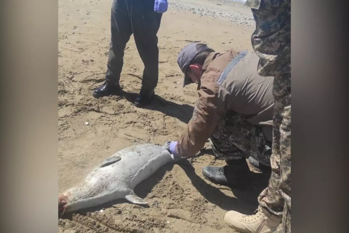 Почти 200 мертвых тюленей обнаружили на берегу Каспия