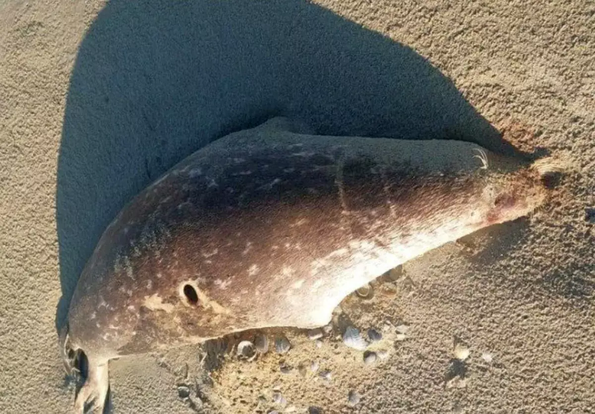 Почти сотню мертвых тюленей выбросило на берег Каспия в Мангистау - новости на Lada.kz 17.04.2026