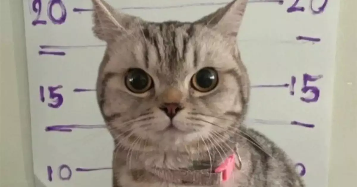  Таиландта мысықтың үстінен қылмыстық іс қозғалды 