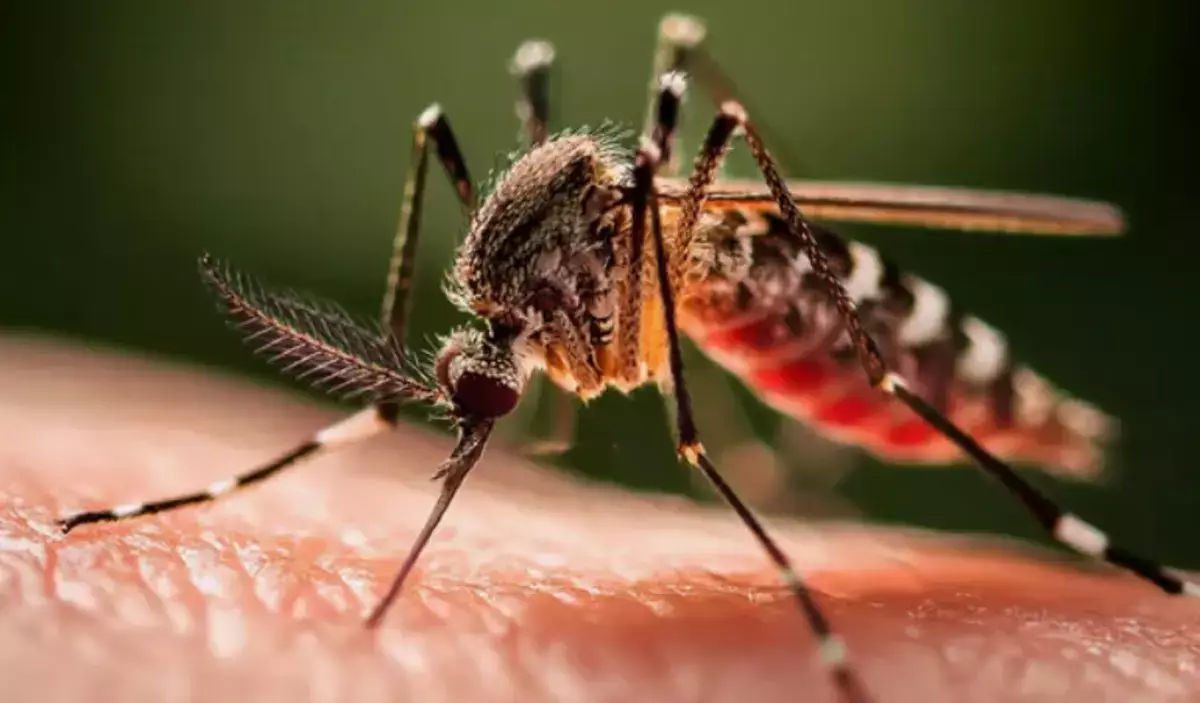 «Это только начало»: ученые объяснили, почему появление комаров — плохой знак - новости на Lada.kz 17.04.2026