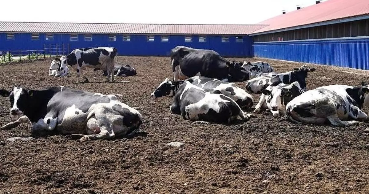  Қазақстан аумағында аусылға қарсы вакцина өндірілмек 