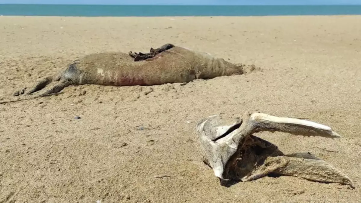 Маңғыстауда өлі итбалықтар саны 200-ге жуықтады