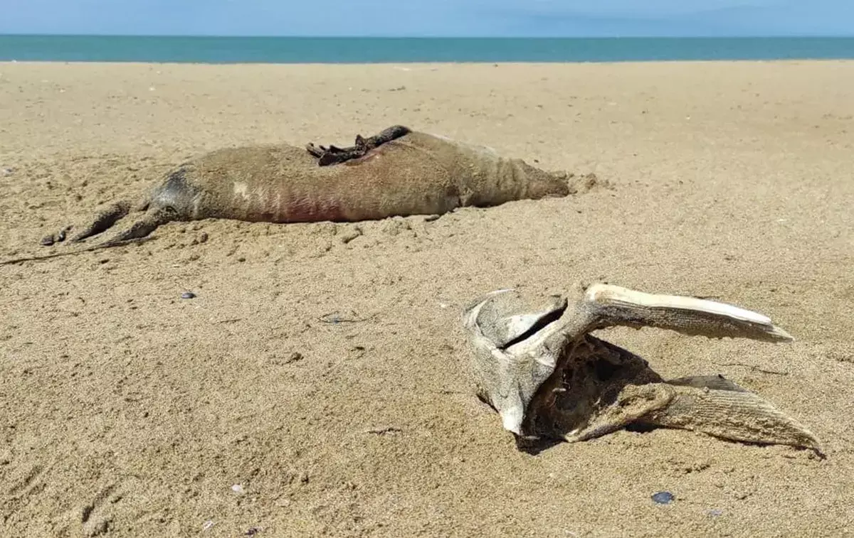 Уже почти 200: в Мангистау растет число обнаруженных мертвых тюленей - новости на Lada.kz 17.04.2026