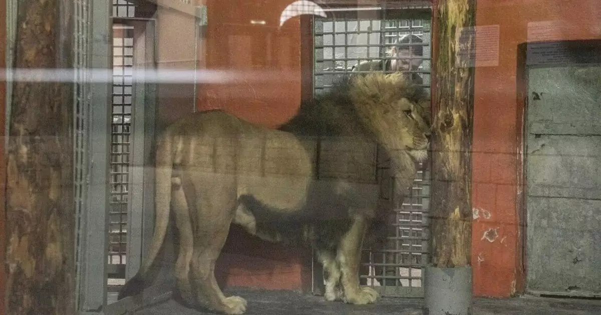  `Арыстанға тас лақтырған`: Алматыда зообақта тәртіп бұзған азамат айыппұл арқалады 