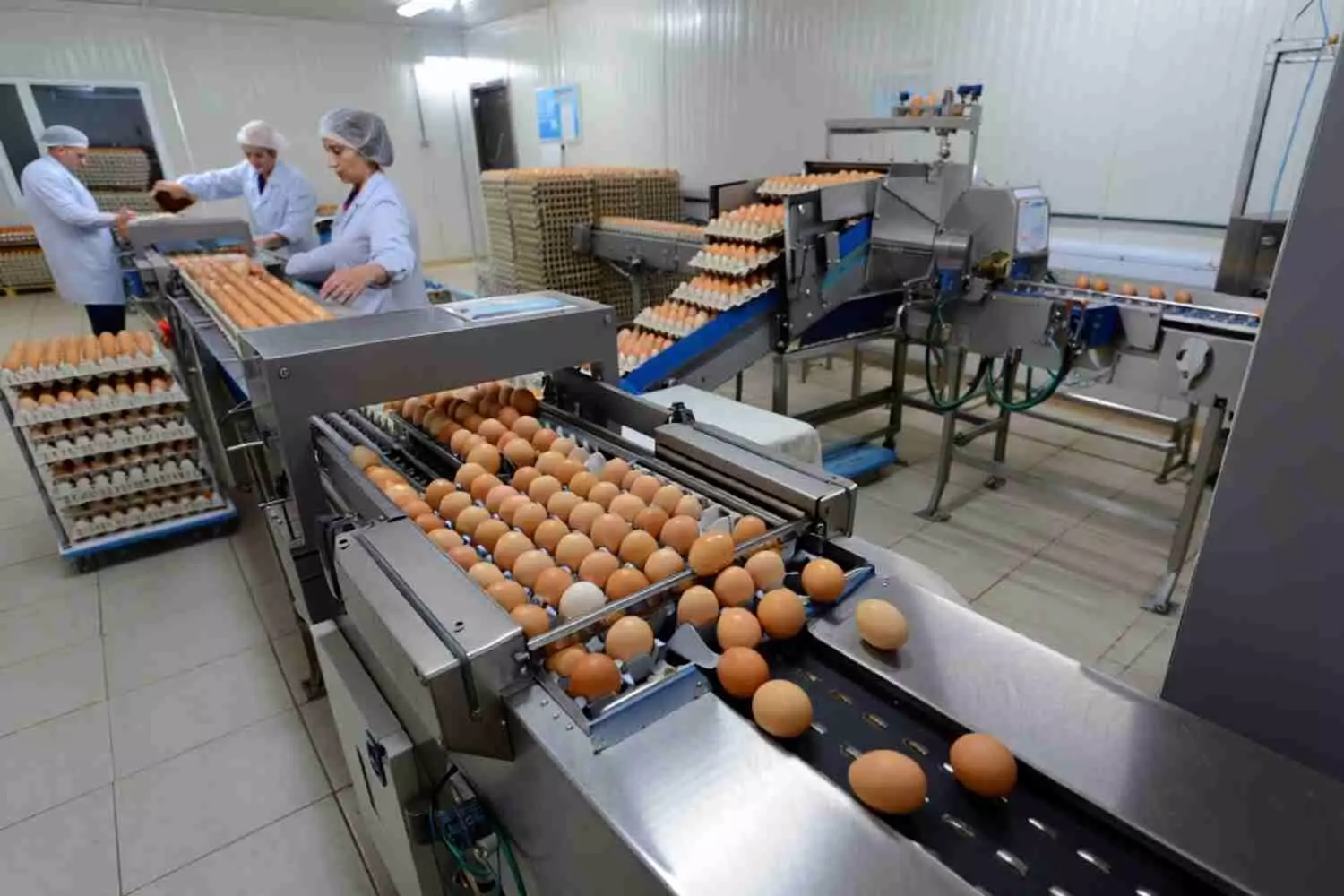 Казахстан рассматривает возможность запрета импорта яиц