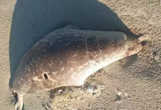 Массовая гибель тюленей встревожила Казахстан на Каспийском море.