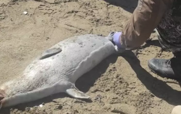 Каспийден тағы дабыл: итбалық өлекселерінің саны 191-ге жетті