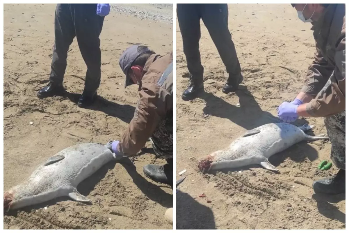 Каспий жағалауынан табылған өлі итбалықтар саны күрт артты