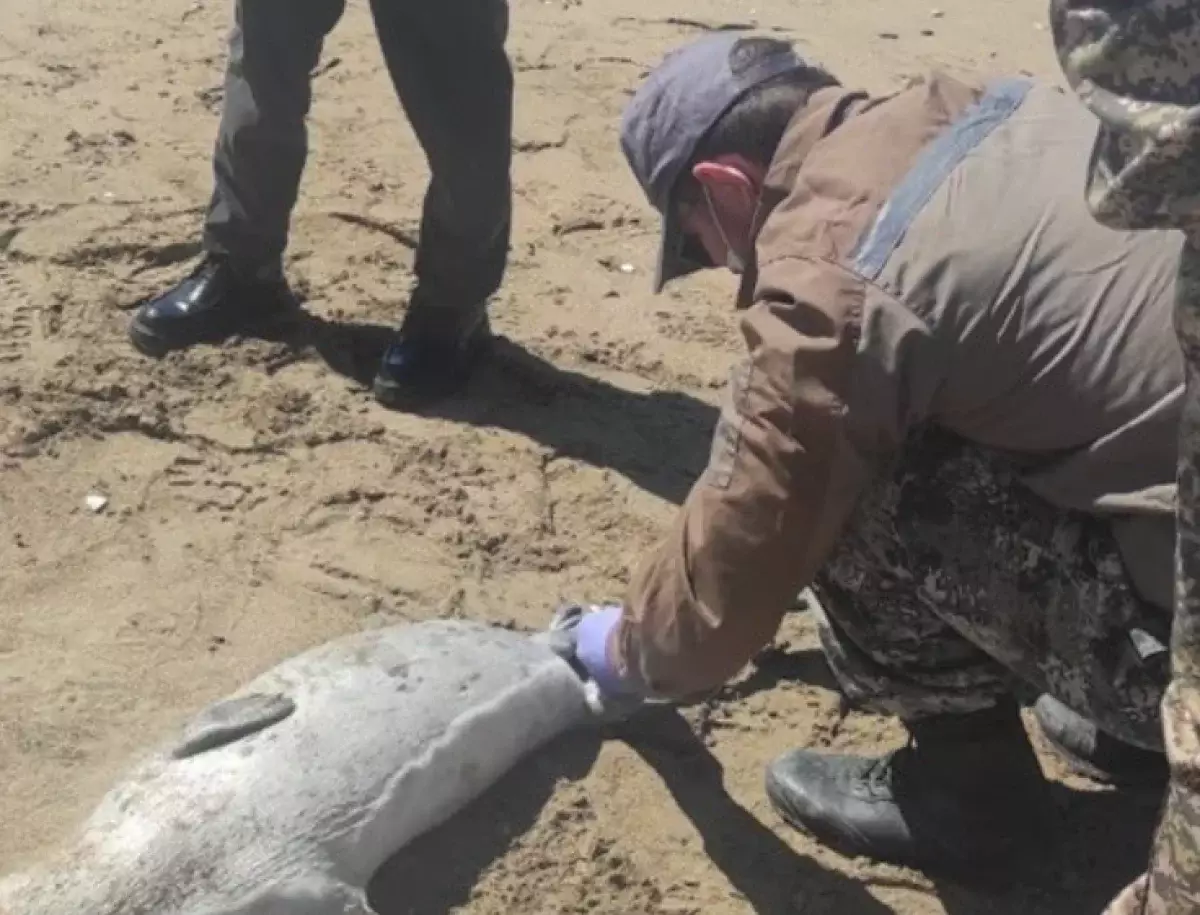 Массовая гибель тюленей: 191 тушу обнаружили у берегов Каспия