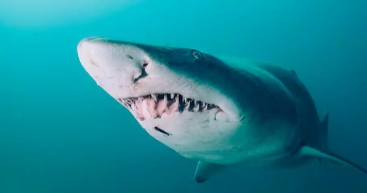  Мальдив аралдарында бал айында жүрген туристің аяғын акула жұлып кетті 