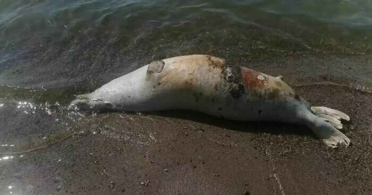  Берег молчания: Каспий возвращает долги мертвыми тюленями 