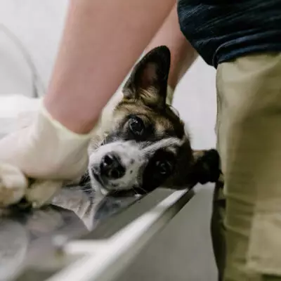 Поправки в закон о животных: факты, цифры и причины изменений