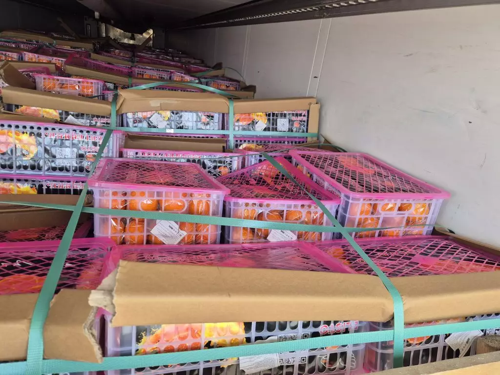 В Оренбуржье из Казахстана пытались ввезти 20 тонн зараженных мандаринов.