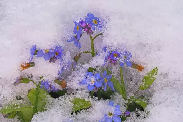 Бірқатар өңірде үсік жүреді: 19 сәуір күні ауа райы қандай болады?