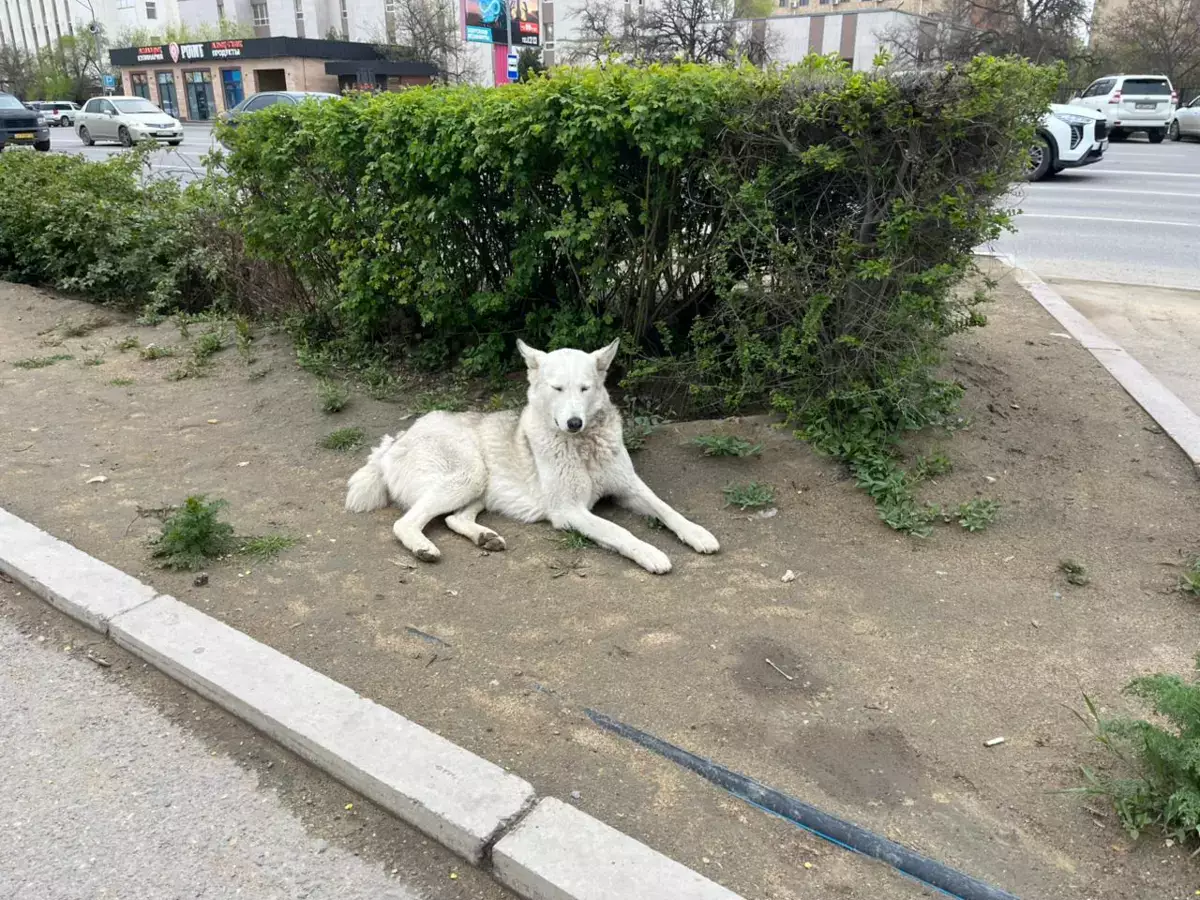 В Актау пройдет акция «Коробка добра» для помощи бездомным животным - новости на Lada.kz 18.04.2026