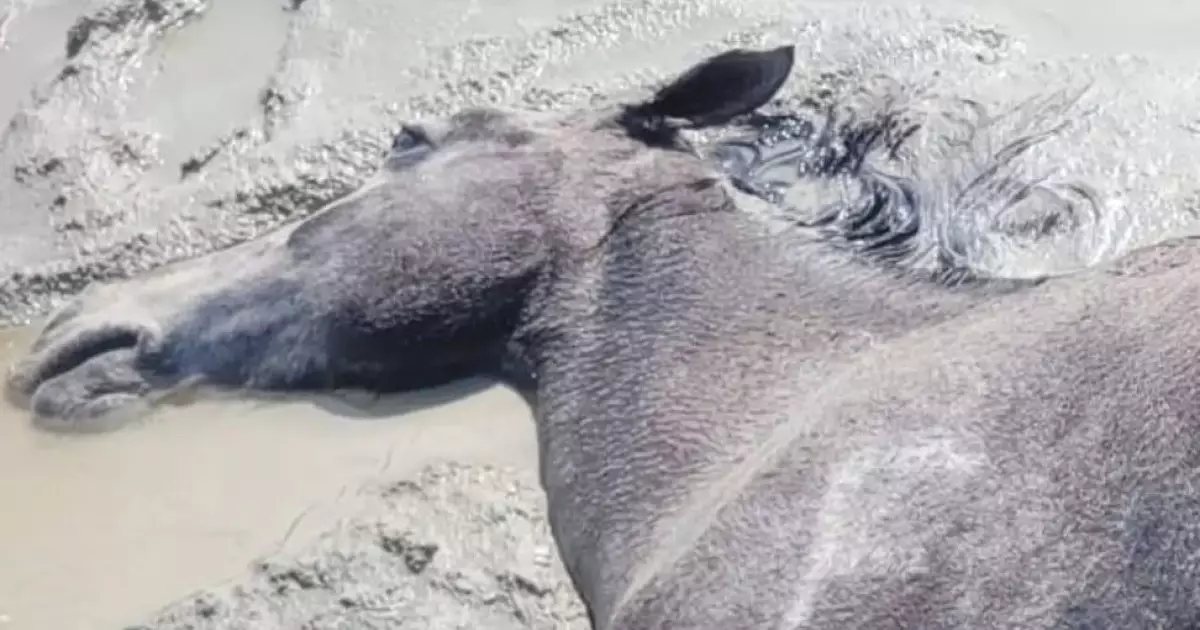  Маңғыстауда қолайсыз ауа райынан жүз елуден астам мал қырылды 