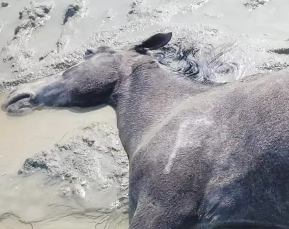 Жители Акшымырау в Мангистау сообщают о гибели домашнего скота - новости на Lada.kz 18.04.2026