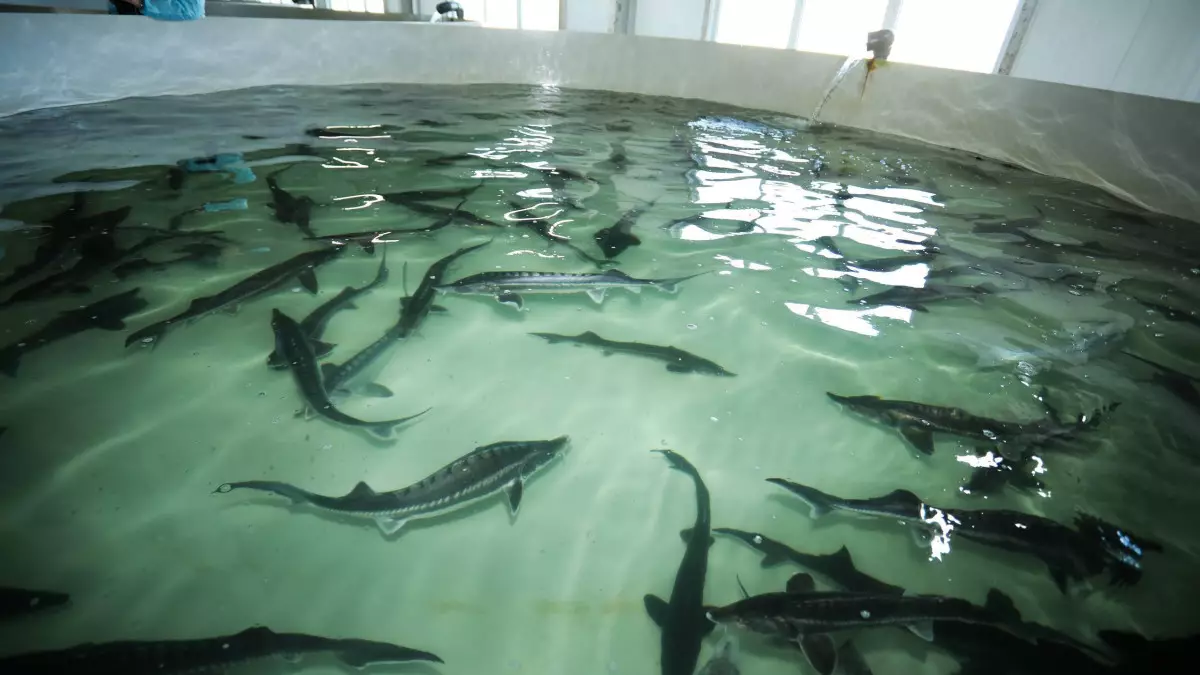 Икру без вреда рыбе начнут производить в Мангистау