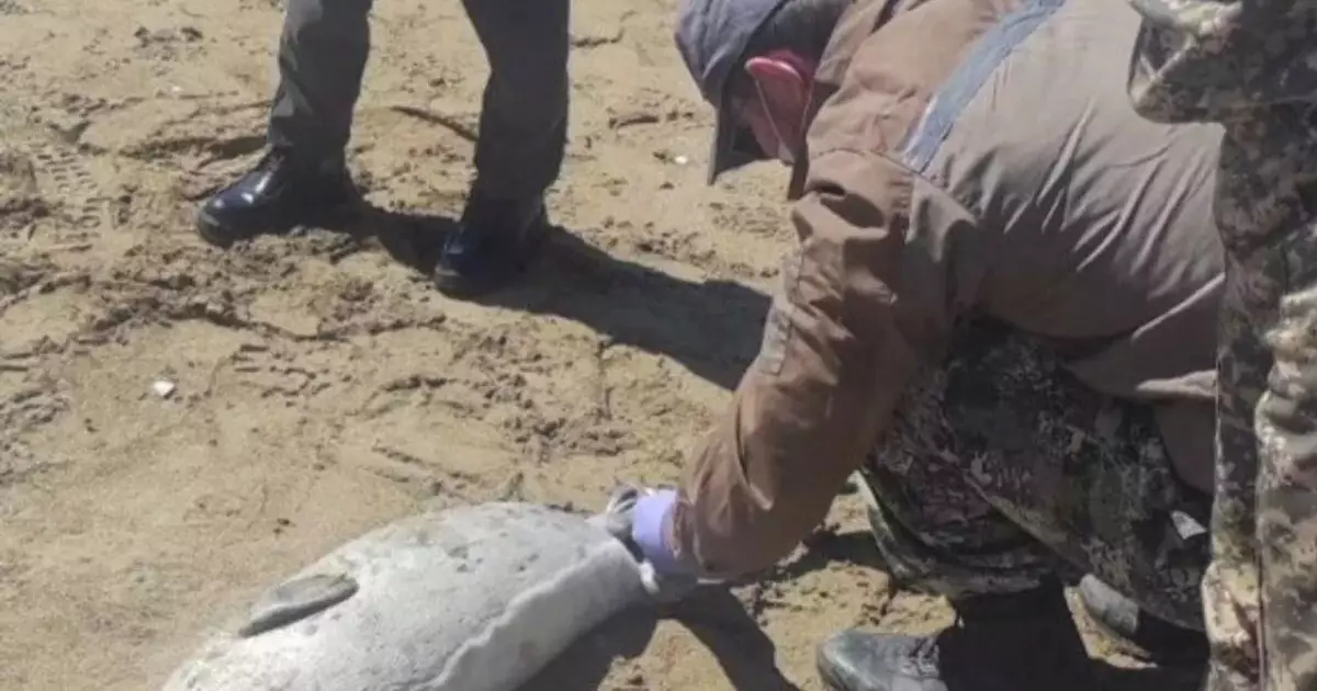  Каспий жағалауында итбалықтар жаппай қырылып жатыр 