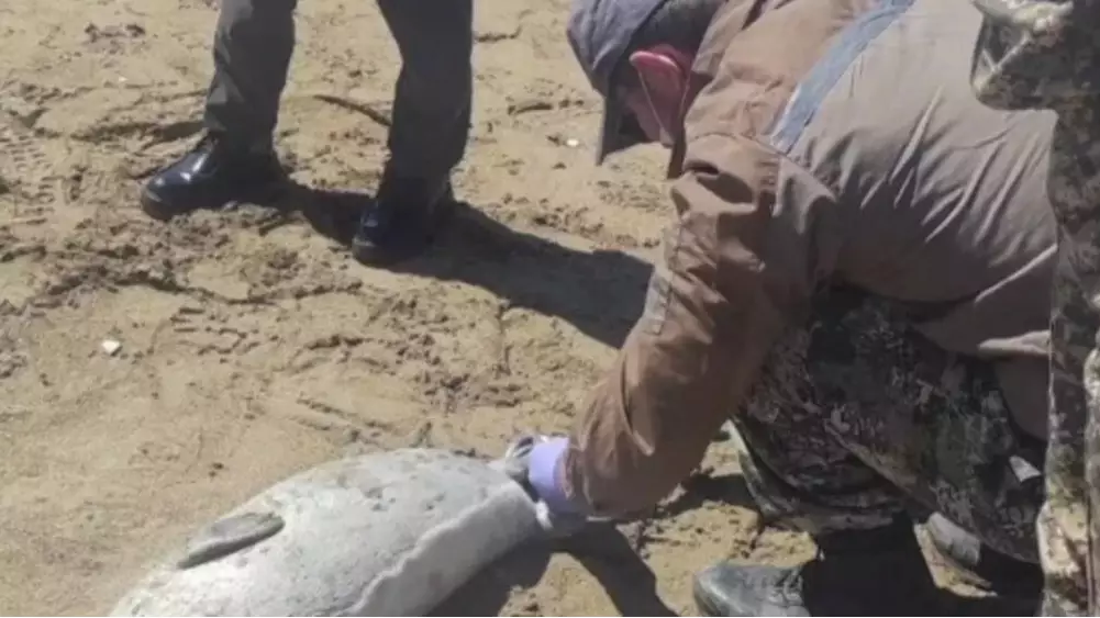 Каспий жағалауында итбалықтар жаппай қырылып жатыр