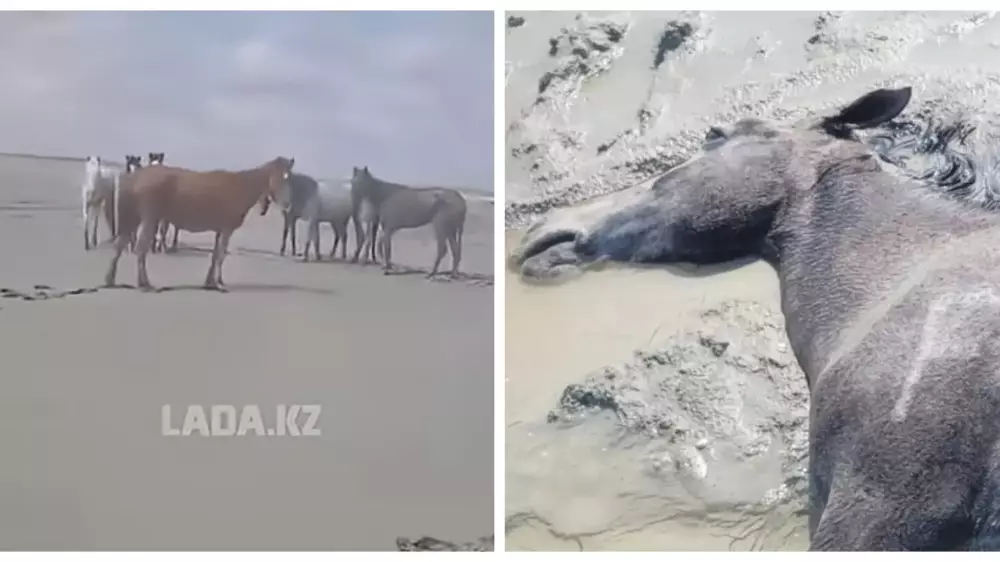 Более 100 лошадей погибли из-за экстремальной погоды в Мангистау