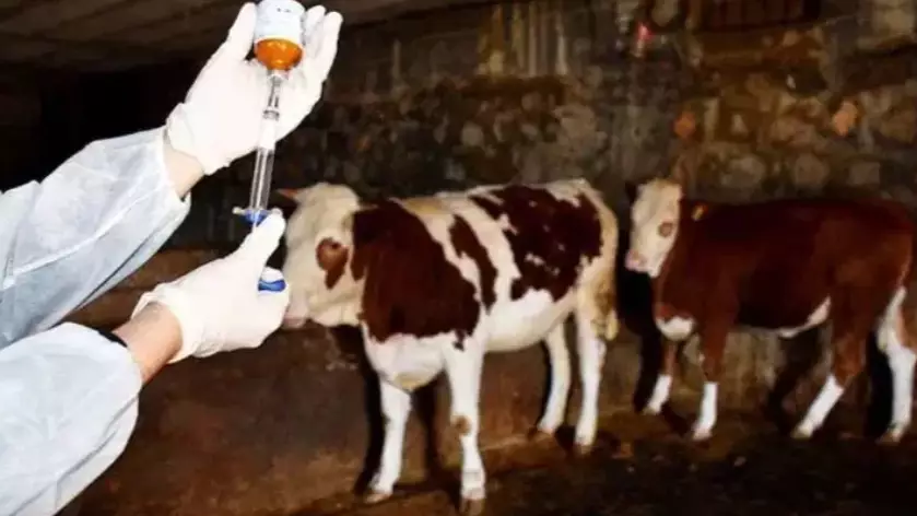 Кипрдің 100-ден астам фермасында аусыл індеті өршіп тұр