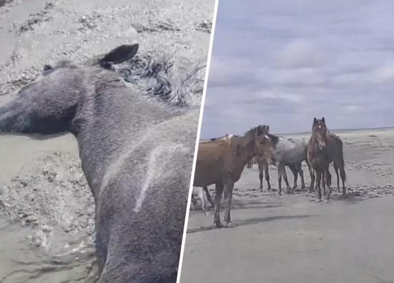 Более 100 лошадей погибли в Мангистау после дождей