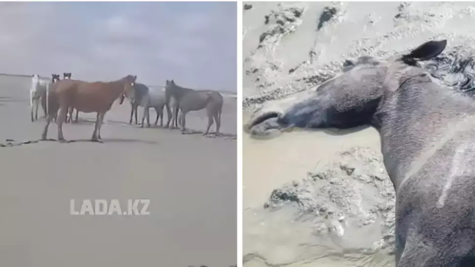 Маңғыстауда ауа райының қолайсыздығынан 100-ден астам жылқы қырылды