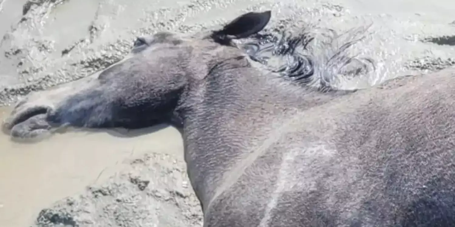 Маңғыстауда нөсер жауын салдарынан жүзге жуық жылқы қырылып қалды