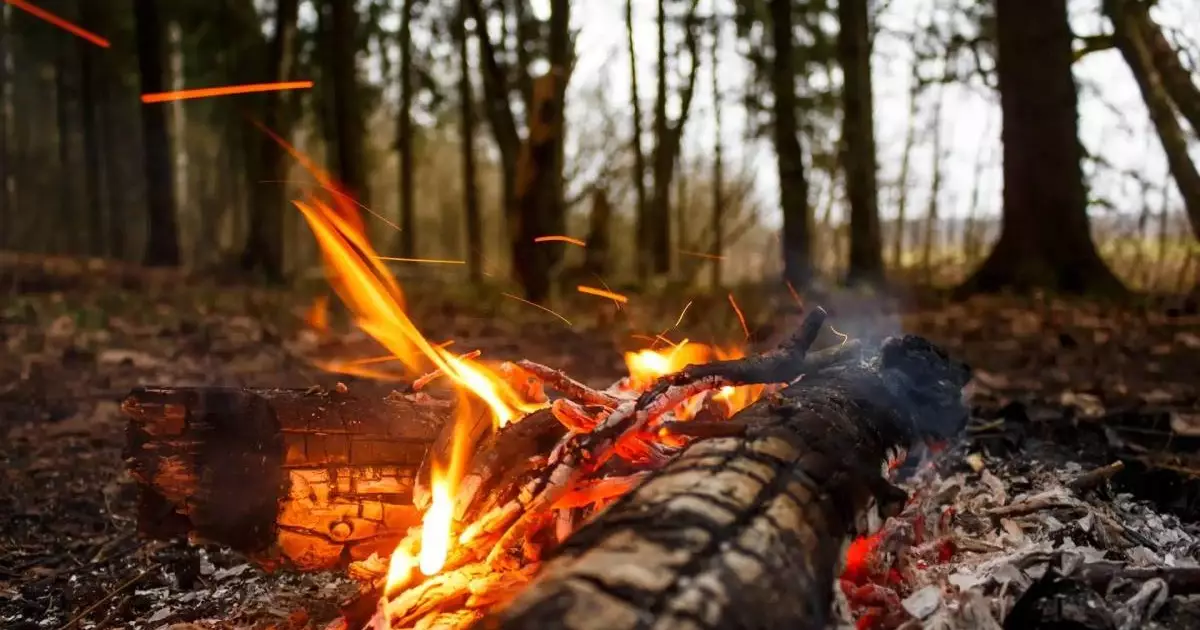  Солтүстік Қазақстан облысында орман өртенді 