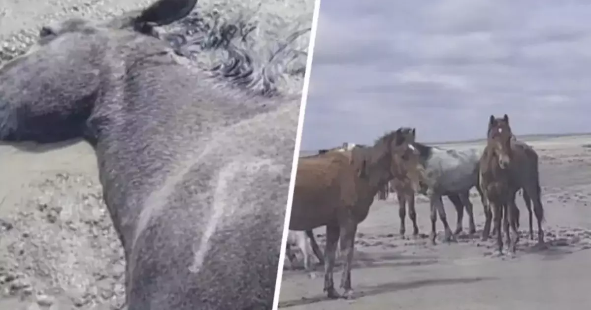  Маңғыстауда нөсерден кейін 100-ден астам жылқы қырылып қалды 