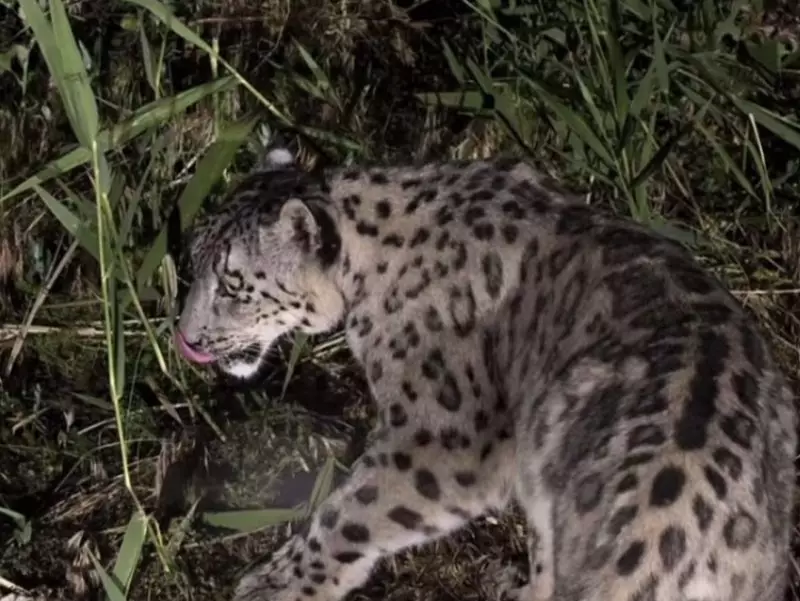 Редкие кадры: в Казахстане вновь заметили снежного барса