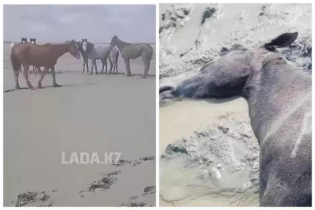 Маңғыстауда қолайсыз ауа райынан 100-ден аса жылқы қырылды