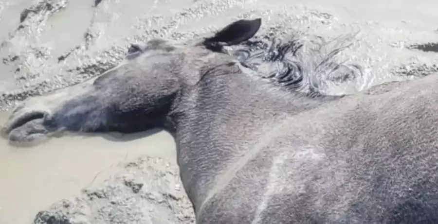 Маңғыстауда нөсер салдарынан 100-ден аса жылқы қырылды