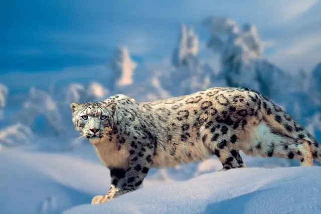 Қар барысы «Алтын-Емел» ұлттық паркінде бейнежазбаға түсіп қалды