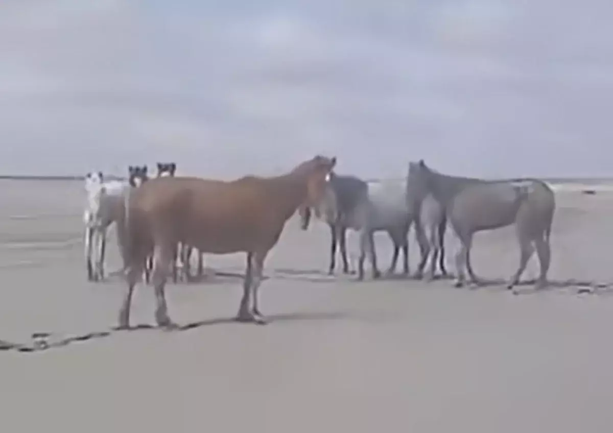 Ливни в Мангистау стали причиной массовой гибели лошадей