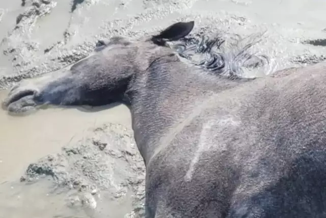 Маңғыстау облысында ауа райының қолайсыздығынан 100-ден астам жылқы қырылды