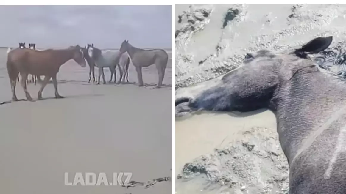 Маңғыстаудағы жұт: 100-ден аса жылқы қырылды