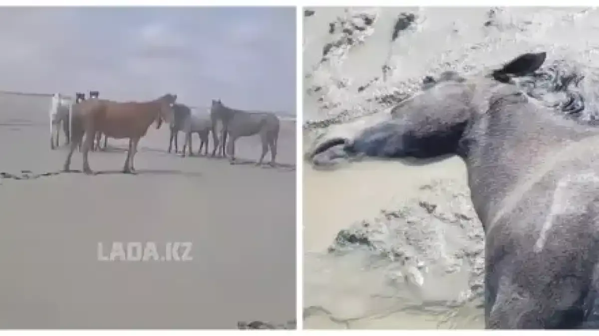 Маңғыстауда ауа райының қолайсыздығынан 100-ден астам жылқы қырылды