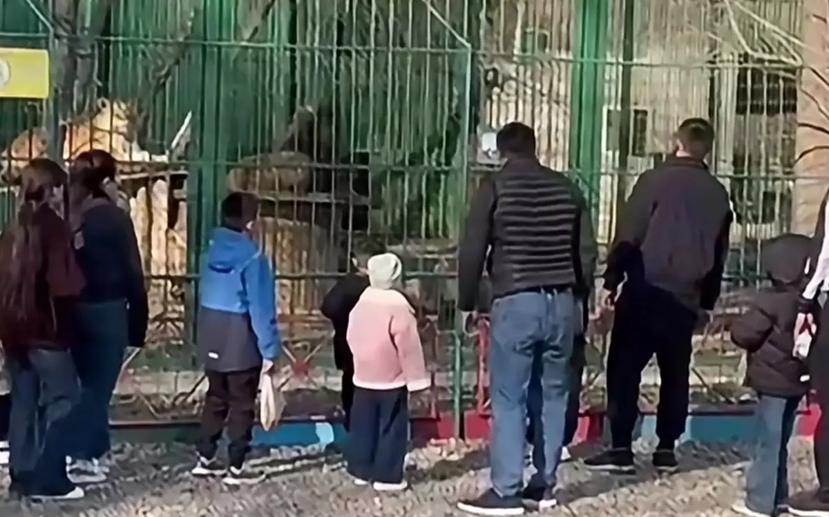 Семейдегі тағылық: Жануарларды қорғау заңы неге қағаз жүзінде қалып отыр?