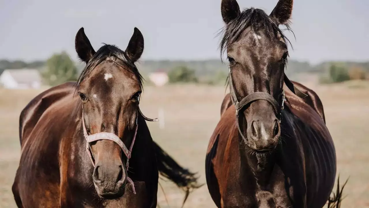 Маңғыстауда үлкен қайғы: жүзден астам жылқы батпаққа батып өлді