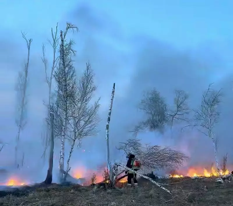Сильный ветер разогнал пожар до леса на севере Казахстана
