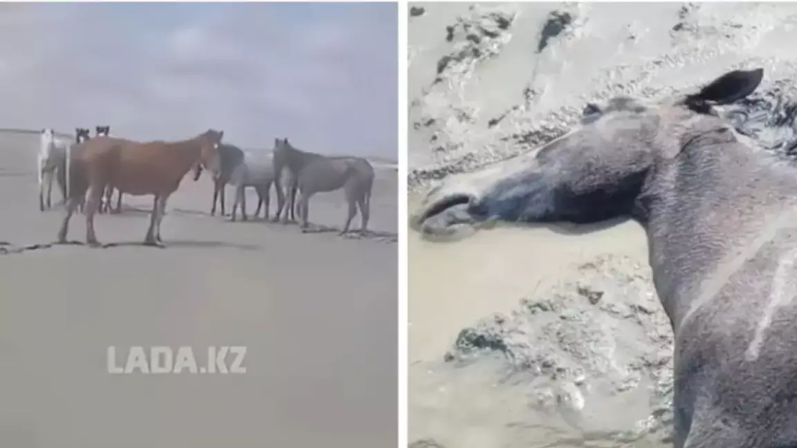 Толассыз жауыннан Маңғыстауда 100-ден астам жылқы қырылған