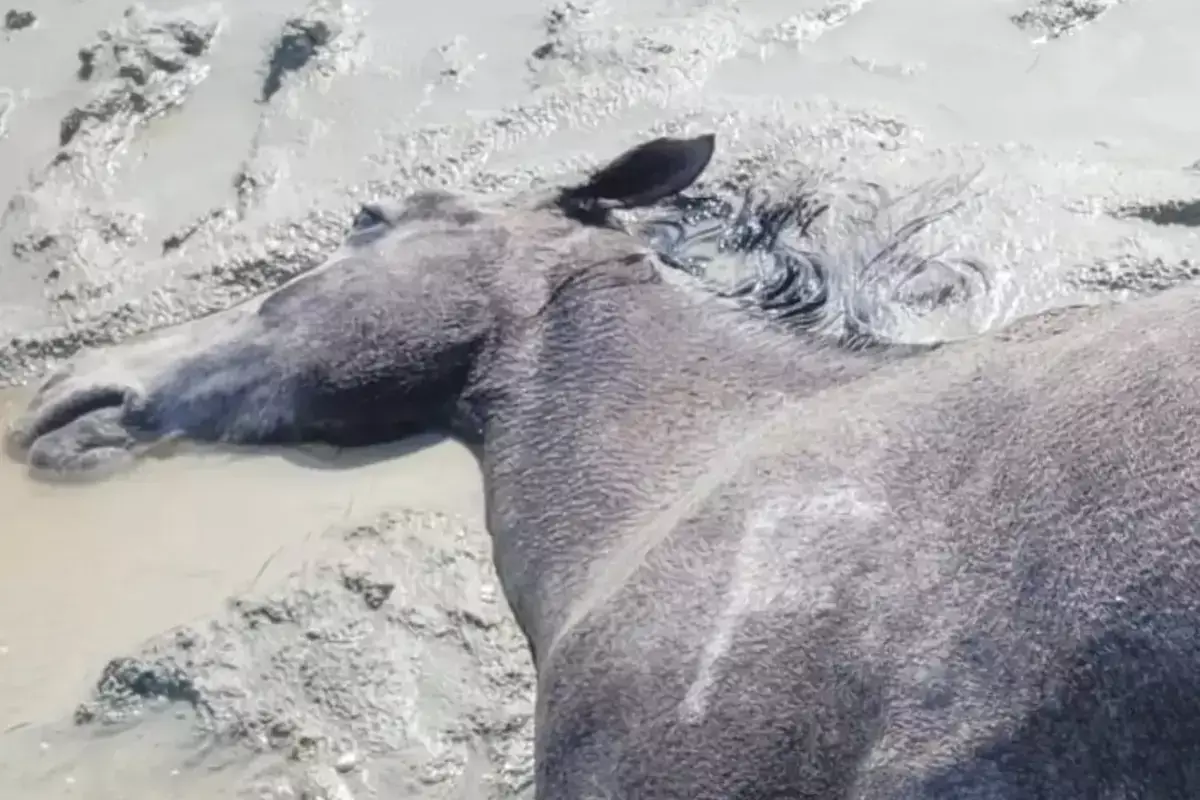 В Мангистау после сильных дождей начали гибнуть табуны лошадей