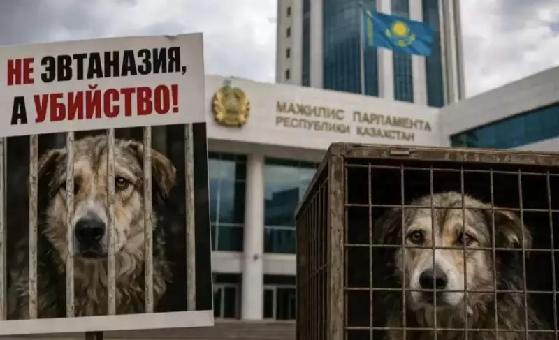 «Без крови и самообмана»: казахстанцы запустили петицию против эвтаназии животных